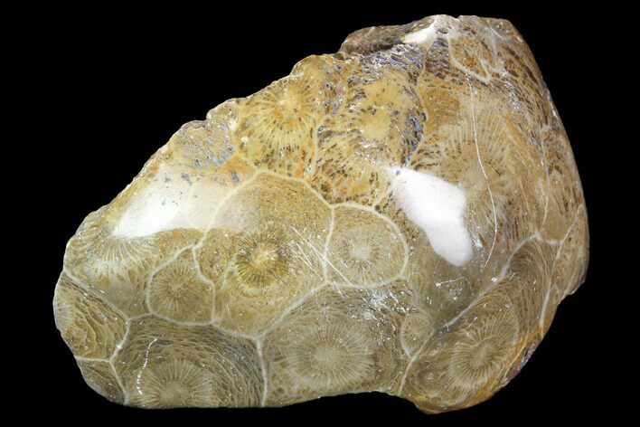 Polished Fossil Coral (Actinocyathus) - Morocco #100694